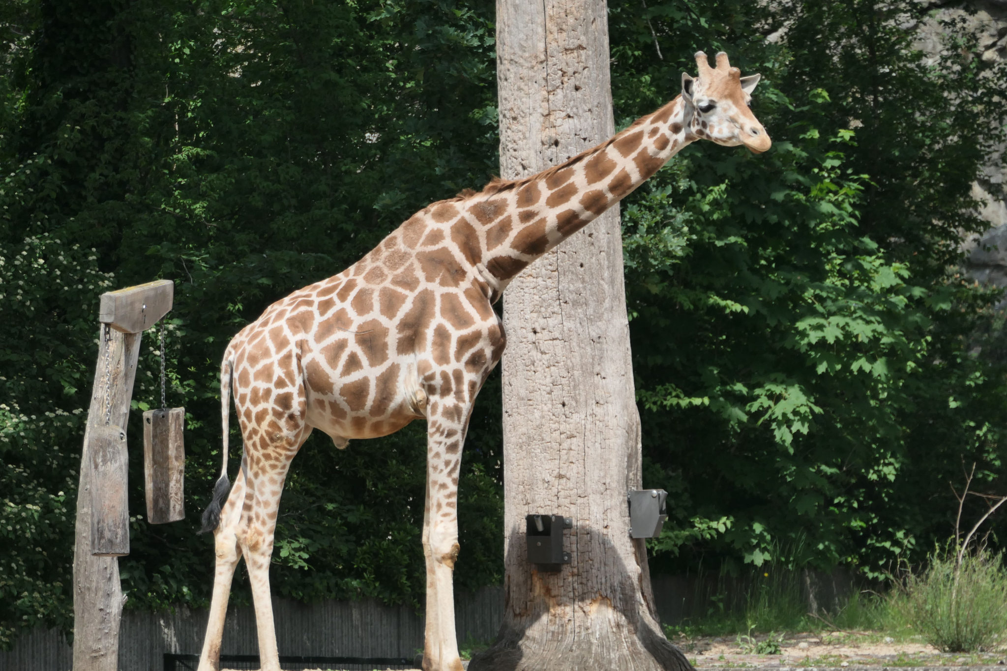 Zoo und Tierpark Berlin